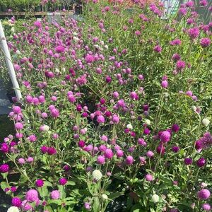 Meet your Posher, Halley